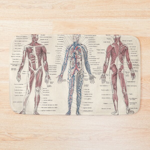 Item preview, Adolphe Millot Human Anatomy Larousse Encyclopedia Vintage Scientific Illustration Educational Lithograph designed and sold by Ejaaz.