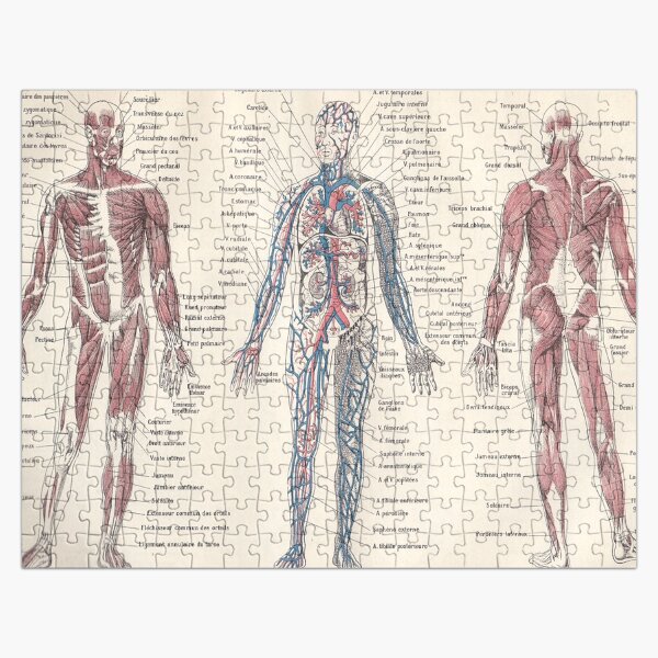 Adolphe Millot Human Anatomy Larousse Encyclopedia Vintage Scientific Illustration Educational Lithograph Jigsaw Puzzle