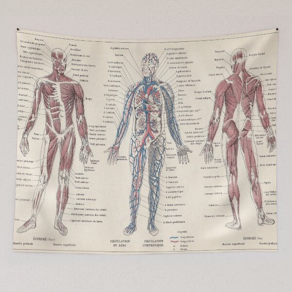 Item preview, Adolphe Millot Human Anatomy Larousse Encyclopedia Vintage Scientific Illustration Educational Lithograph designed and sold by Ejaaz.
