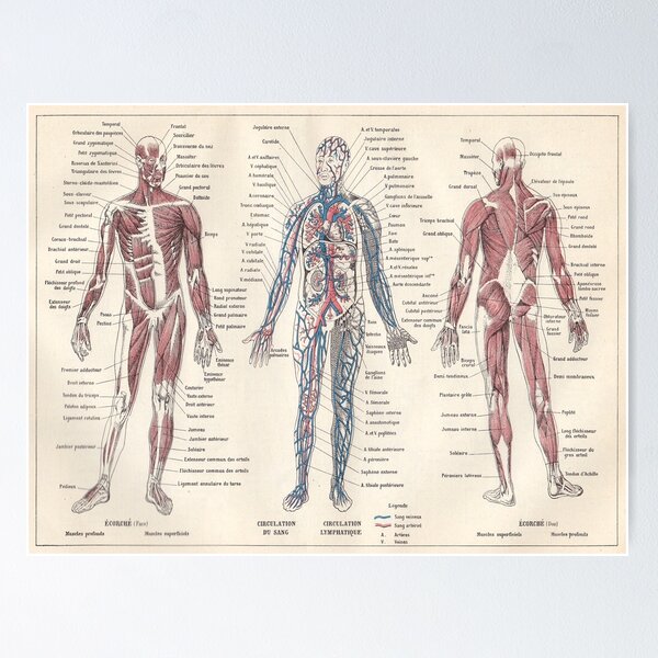 Adolphe Millot Human Anatomy Larousse Encyclopedia Vintage Scientific Illustration Educational Lithograph Poster