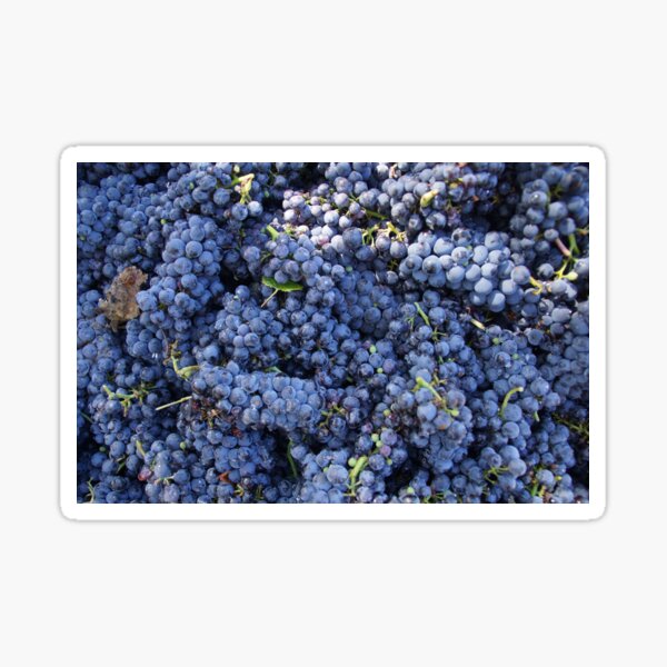Pinot Noir Grapes at Magpie Springs by Avril Thomas Sticker