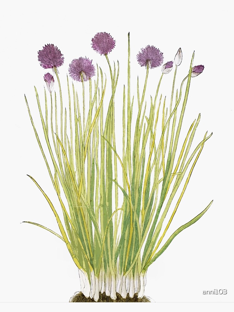 Botanical watercolour by anni103