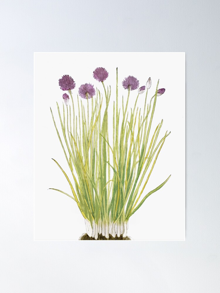 Alternate view of Botanical watercolour Poster