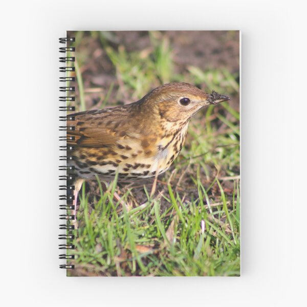 Item preview, Song Thrush designed and sold by GreyFeatherPhot.