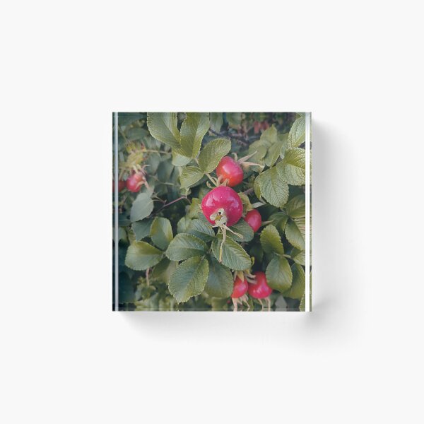 Item preview, Bright rose hip designed and sold by vieno.