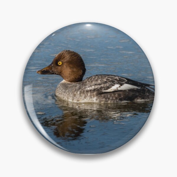 Item preview, Female Common Goldeneye Reflected in the Water designed and sold by Jeff Goulden Photography.