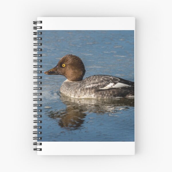 Item preview, Female Common Goldeneye Reflected in the Water designed and sold by Jeff Goulden Photography.