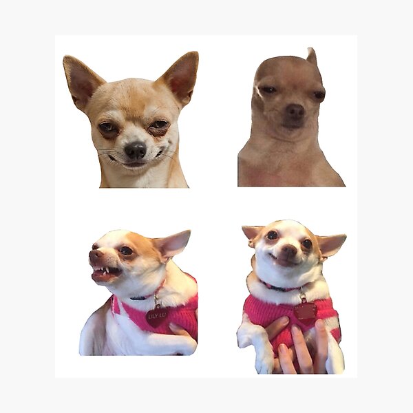 Angry Chihuahua Meme Photographic Prints Redbubble