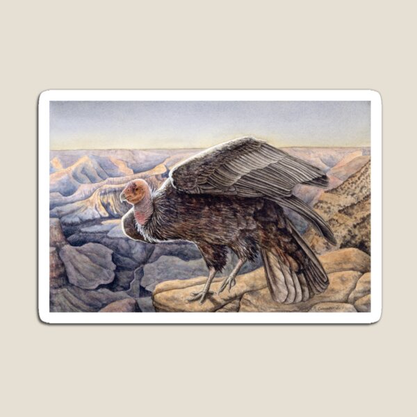 California Condor Magnet