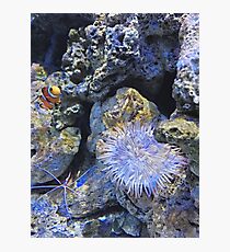 nemo Photographic Print