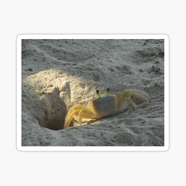 Sand Crab Sticker