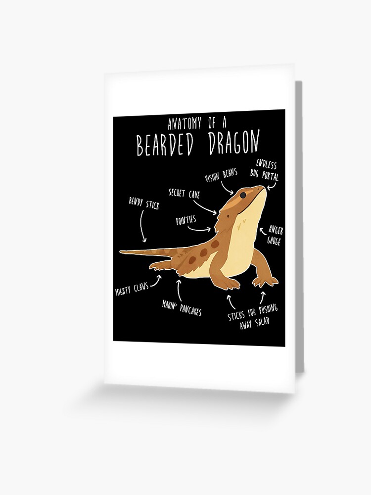 Anatomy of a Bearded Dragon