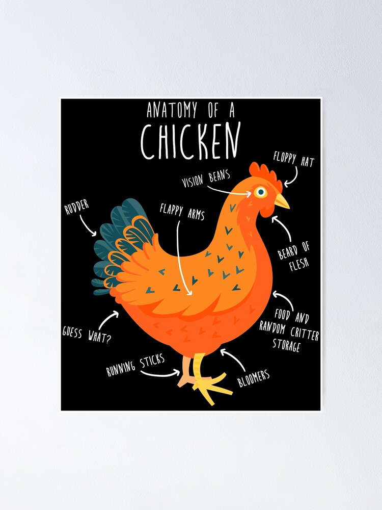 Póster «Anatomía de un pollo» de Psitta | Redbubble