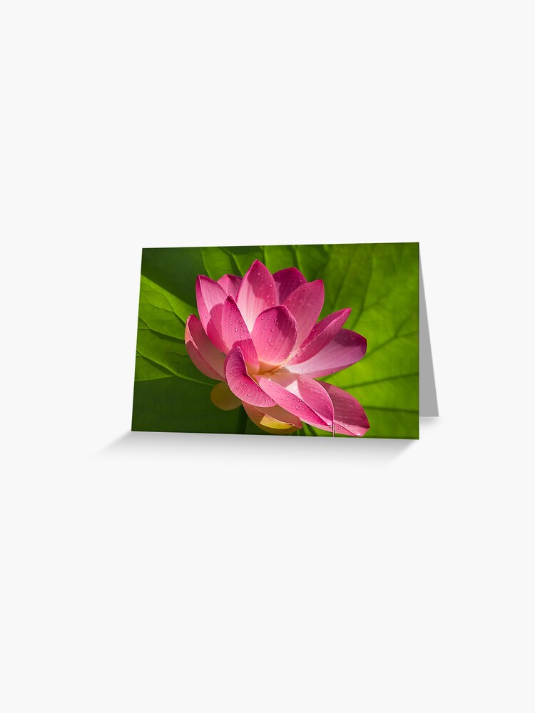 Lotus Flower Emblem Of Sacred Grace And Enlightenment Symbol Of Abundance Good Fortune And Wealth Greeting Card By Tjbest Redbubble