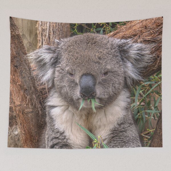 Item preview, The Contented Koala designed and sold by Steven Jodoin.
