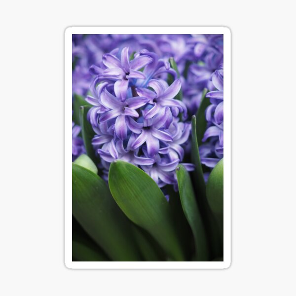 Hyacinth Food of Thy Soul Sticker
