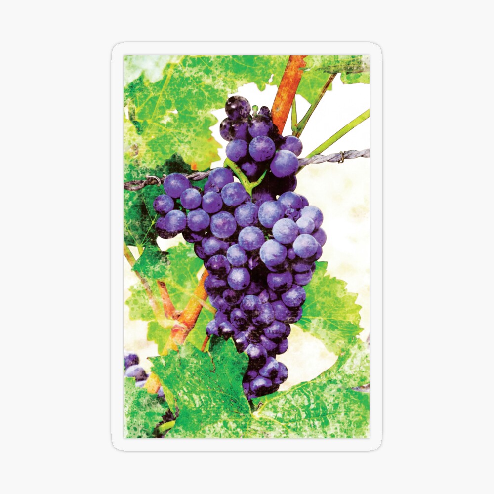 Watercolor Purple Hanging Grapes