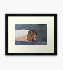 Goat Framed Print