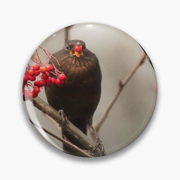 Item preview, Thrush eating berries designed and sold by RobinDHunter.