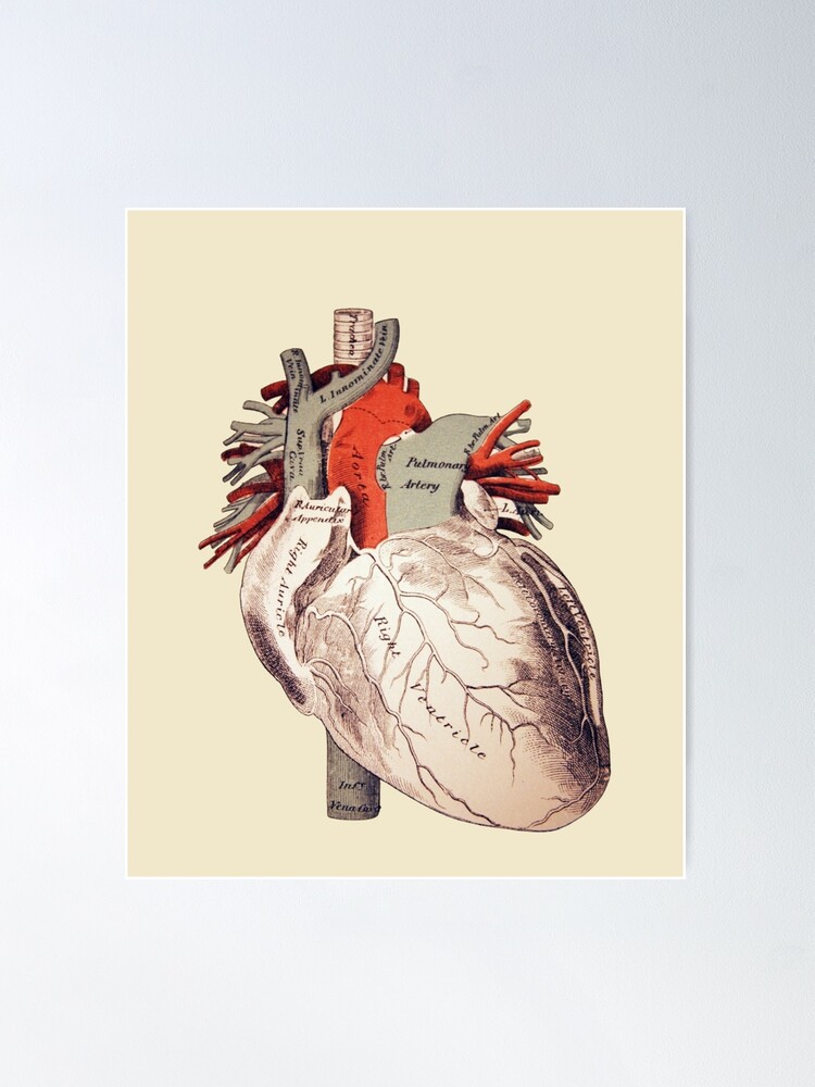 Anatomical heart  Poster for Sale by Nyanko-Sempai