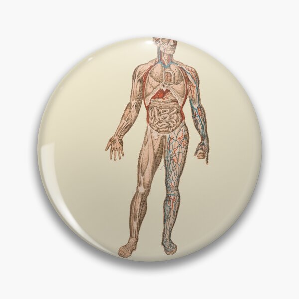 Item preview, Anatomical body designed and sold by Nyanko-Sempai.