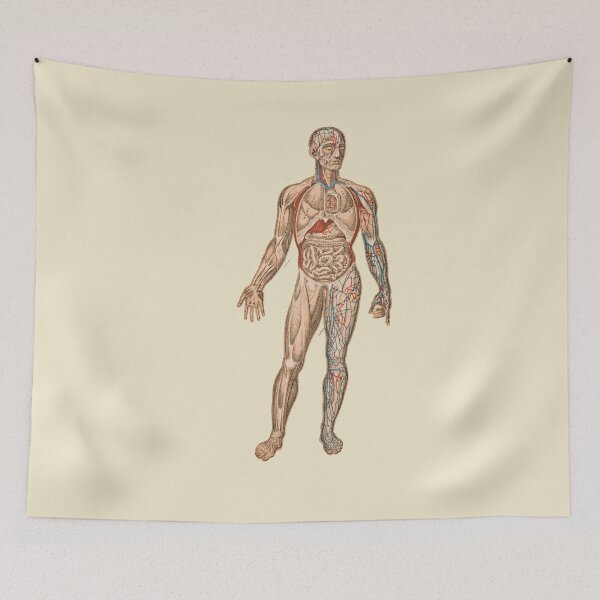 Item preview, Anatomical body designed and sold by Nyanko-Sempai.