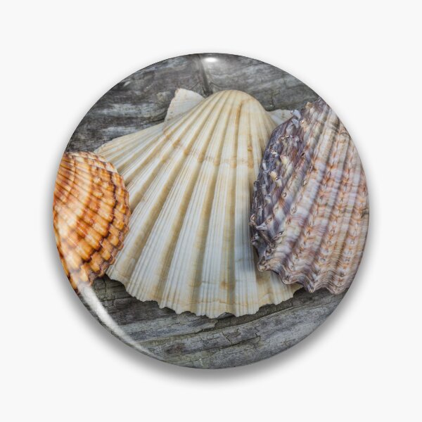 Item preview, Sea Shells on Wood designed and sold by Dave Hare Photography.