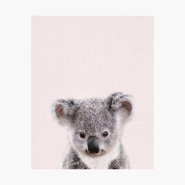Impression Photo Bebe Koala Impression D Art Bebe Animaux Par Synplus Par Synplus Redbubble