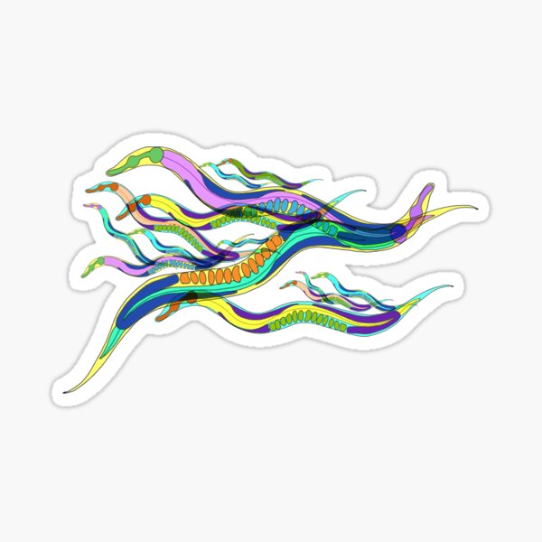 C elegans Sticker