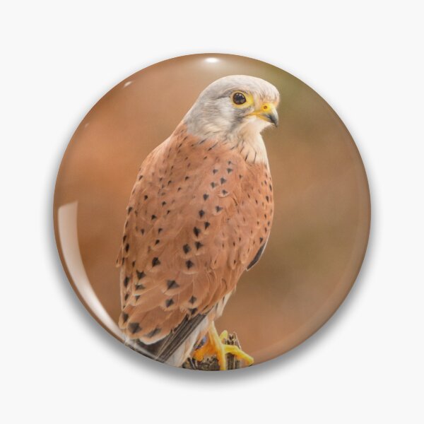 Item preview, Perched Raptor designed and sold by Dave Hare Photography.