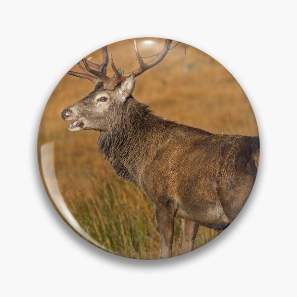 Item preview, Royal Red Deer Stag designed and sold by derekbeattie.