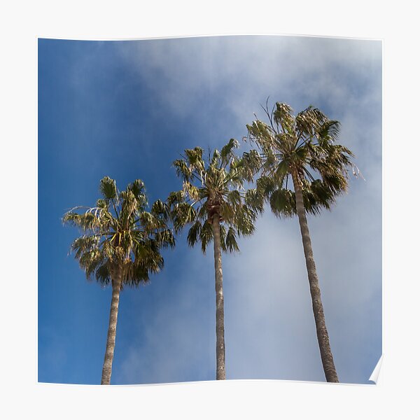 Three Palms Color Poster
