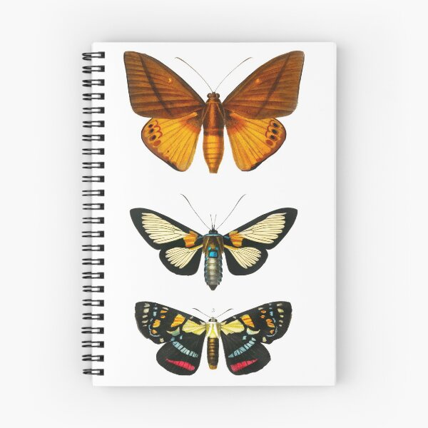 Item preview, Moths (1892) - Biological Illustration designed and sold by SALON DES ARTS.