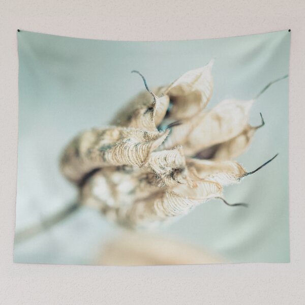 Item preview, Dried Aquilegia Seed Heads designed and sold by Richard Nixon.