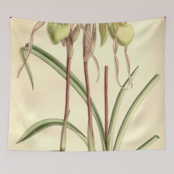 Item preview, Phragmipedium klotzschianum (as Cypripedium klotzschianum) Curtis' 117 (Ser. 3 no. 47) pl. 7178 (1891) designed and sold by EsotericBotanic.