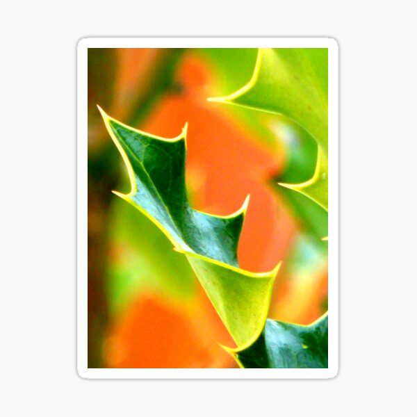 Item preview, Ilex leaf closeup designed and sold by angel1.