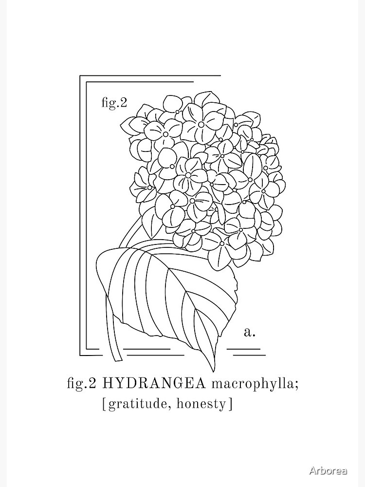Lámina rígida «Hortensia» de Arborea | Redbubble