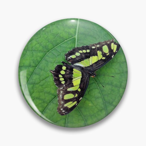 Artikelvorschau, Schmetterling auf Blatt entworfen und verkauft von BackgroundPixel.