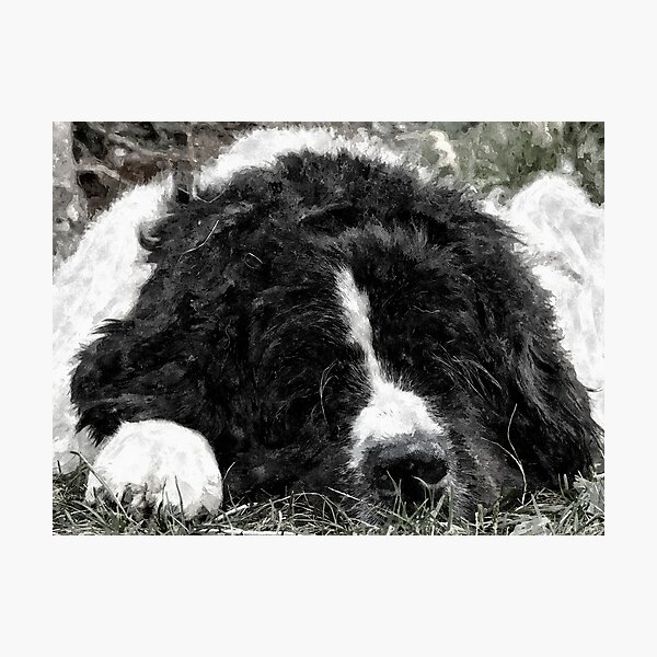 Item preview, Sleeping Landseer Newfoundland Dog designed and sold by PurpleFysh.