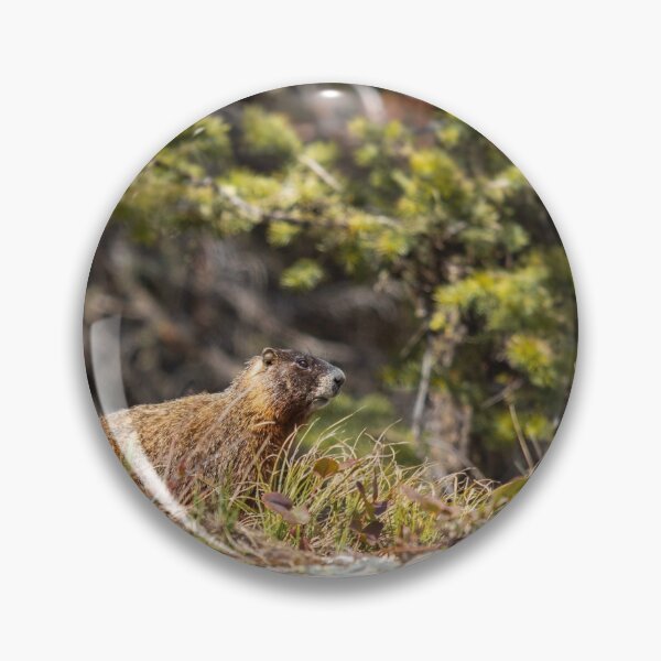 Artikelvorschau, Murmeltier im Grand Teton National Park entworfen und verkauft von The Artful Finch.