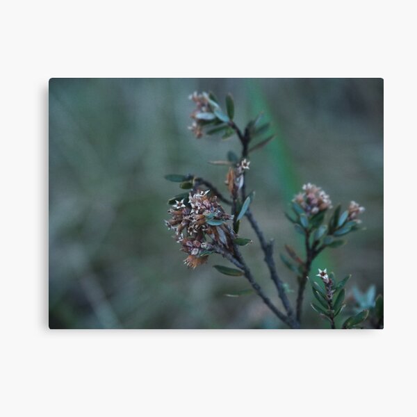 Item preview, Native Flowers designed and sold by EVPrints.
