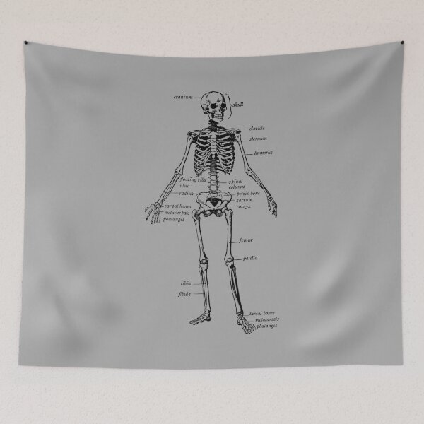 Item preview, human skeleton designed and sold by Redblack123.