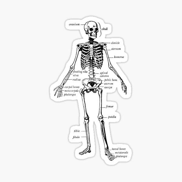 Item preview, human skeleton designed and sold by Redblack123.