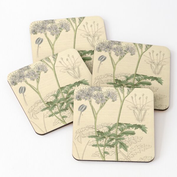 Item preview, Curtis's botanical magazine (Plate 3703) (8386428831) designed and sold by EsotericBotanic.