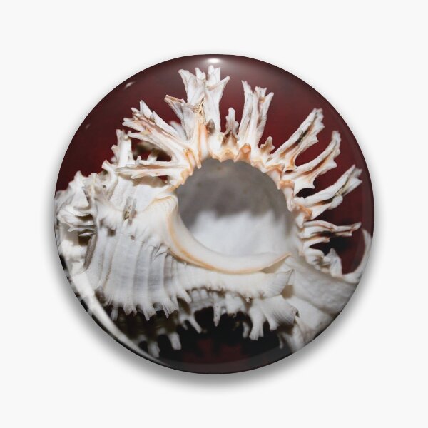 Item preview, Fluted Whorls of the Murex designed and sold by Shellgirlpearl.