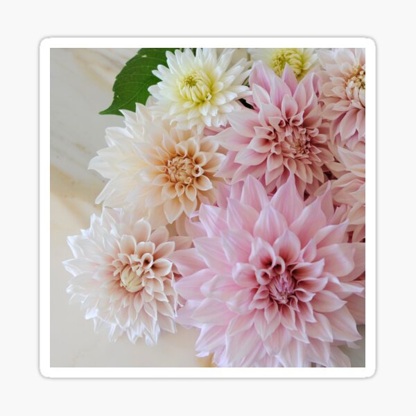 Item preview, Favourite Dahlias designed and sold by DahliaObsession.
