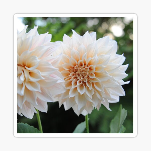Item preview, Cafe au Lait dahlias designed and sold by DahliaObsession.
