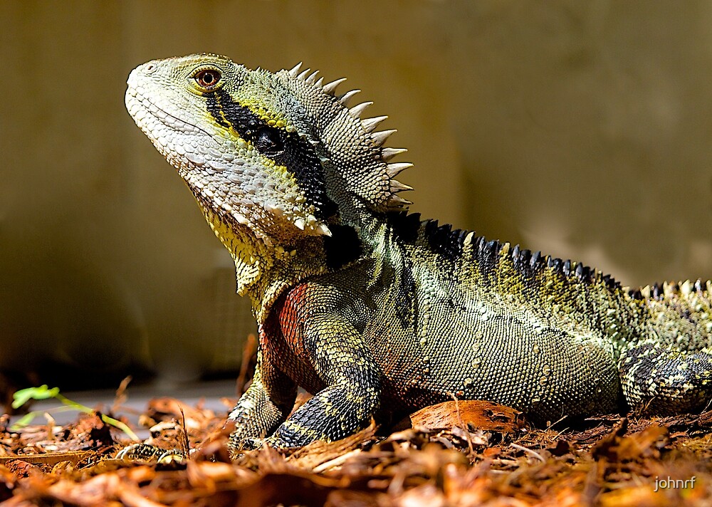 Male Eastern Water Dragon Australian Lizard Queensland By Johnrf