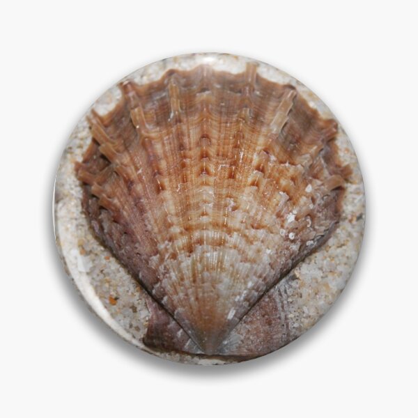 Item preview, Scaeochlamys livida  designed and sold by Shellgirlpearl.