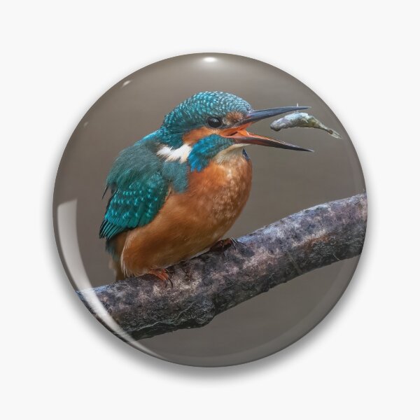 Item preview, Common Kingfisher designed and sold by Steve Liptrot Photography.